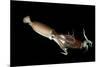 Humboldt Squid (Dosidicus Gigas) Cannibalising Another Squid of the Same Species-Franco Banfi-Mounted Photographic Print