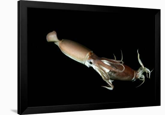 Humboldt Squid (Dosidicus Gigas) Cannibalising Another Squid of the Same Species-Franco Banfi-Framed Photographic Print