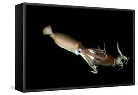 Humboldt Squid (Dosidicus Gigas) Cannibalising Another Squid of the Same Species-Franco Banfi-Framed Stretched Canvas