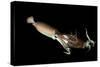 Humboldt Squid (Dosidicus Gigas) Cannibalising Another Squid of the Same Species-Franco Banfi-Stretched Canvas