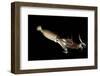 Humboldt Squid (Dosidicus Gigas) Cannibalising Another Squid of the Same Species-Franco Banfi-Framed Photographic Print