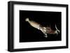 Humboldt Squid (Dosidicus Gigas) Cannibalising Another Squid of the Same Species-Franco Banfi-Framed Photographic Print