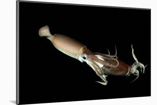 Humboldt Squid (Dosidicus Gigas) Cannibalising Another Squid of the Same Species-Franco Banfi-Mounted Photographic Print