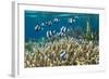 Humbug Dascyllus (Dascyllus Aruanus)-Michael Nolan-Framed Photographic Print