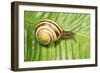 Humbug Snail on Green Leaf-null-Framed Photographic Print