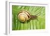 Humbug Snail on Green Leaf-null-Framed Photographic Print