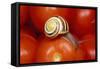 Humbug Snail on Tomatoes-null-Framed Stretched Canvas