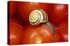 Humbug Snail on Tomatoes-null-Stretched Canvas