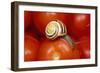 Humbug Snail on Tomatoes-null-Framed Photographic Print