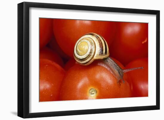 Humbug Snail on Tomatoes-null-Framed Photographic Print