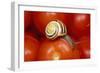 Humbug Snail on Tomatoes-null-Framed Photographic Print