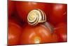 Humbug Snail on Tomatoes-null-Mounted Photographic Print
