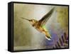 Hummer Flight-Chris Vest-Framed Stretched Canvas