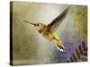 Hummer Flight-Chris Vest-Stretched Canvas