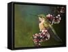 Hummer with Blossoms-Chris Vest-Framed Stretched Canvas