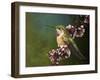 Hummer with Blossoms-Chris Vest-Framed Art Print