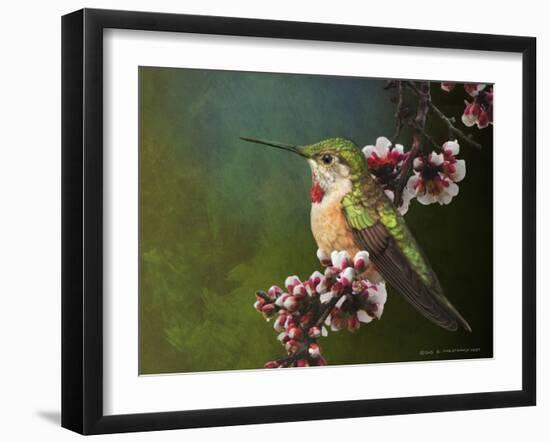 Hummer with Blossoms-Chris Vest-Framed Art Print