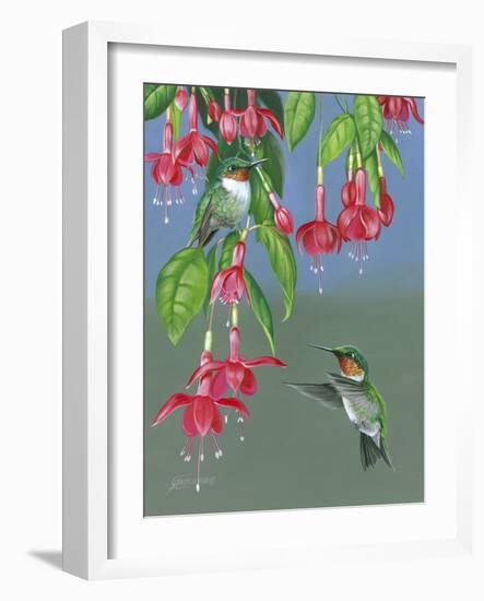 Hummers and Fuchsia-Fred Szatkowski-Framed Art Print