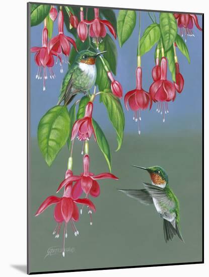 Hummers and Fuchsia-Fred Szatkowski-Mounted Art Print