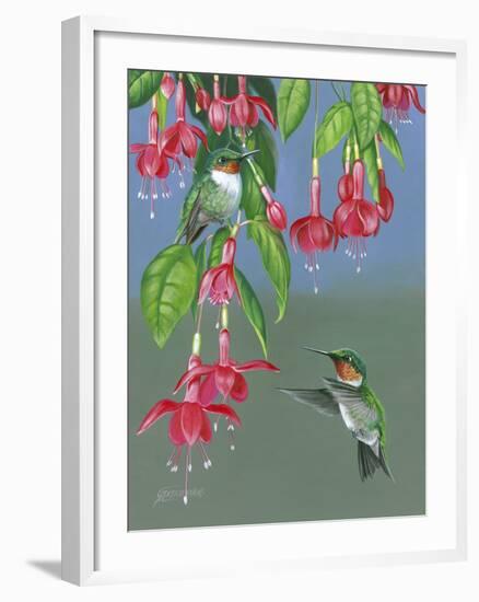 Hummers and Fuchsia-Fred Szatkowski-Framed Art Print