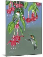 Hummers and Fuchsia-Fred Szatkowski-Mounted Art Print