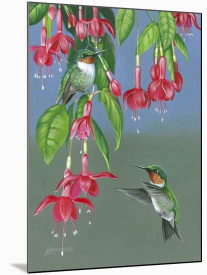 Hummers and Fuchsia-Fred Szatkowski-Mounted Art Print