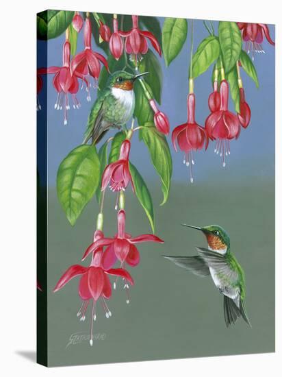 Hummers and Fuchsia-Fred Szatkowski-Stretched Canvas