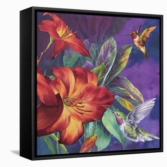 Hummers Feeding-Bill Jackson-Framed Stretched Canvas