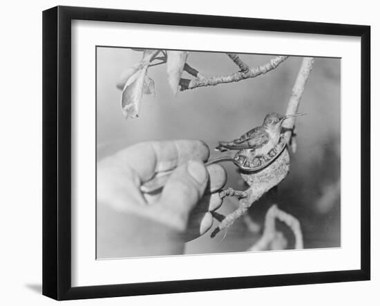 Humming Bird and Chicks in a Spoon-null-Framed Photographic Print