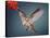 Humming Bird in Flight-Quest786-Stretched Canvas