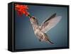 Humming Bird in Flight-Quest786-Framed Stretched Canvas