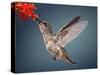 Humming Bird in Flight-Quest786-Stretched Canvas