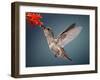 Humming Bird in Flight-Quest786-Framed Photographic Print