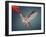 Humming Bird in Flight-Quest786-Framed Photographic Print