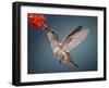 Humming Bird in Flight-Quest786-Framed Photographic Print