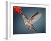 Humming Bird in Flight-Quest786-Framed Photographic Print