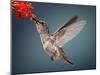 Humming Bird in Flight-Quest786-Mounted Photographic Print