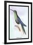 Humming-Bird-Sir William Jardine-Framed Art Print