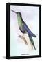 Humming-Bird-Sir William Jardine-Framed Stretched Canvas