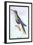 Humming-Bird-Sir William Jardine-Framed Art Print