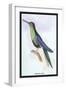 Humming-Bird-Sir William Jardine-Framed Art Print