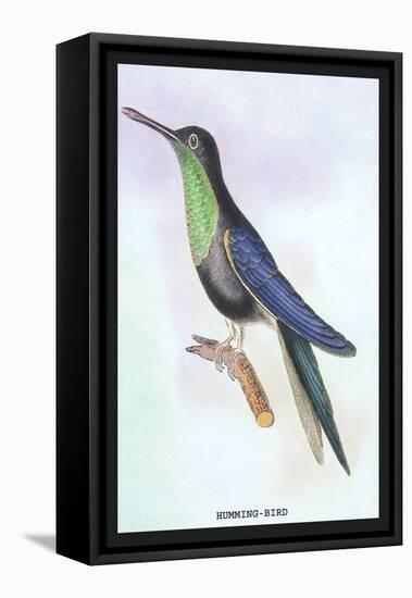 Humming-Bird-Sir William Jardine-Framed Stretched Canvas