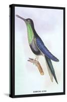 Humming-Bird-Sir William Jardine-Stretched Canvas