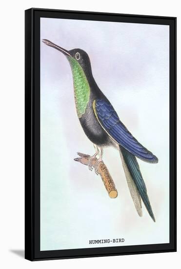 Humming-Bird-Sir William Jardine-Framed Stretched Canvas