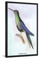 Humming-Bird-Sir William Jardine-Stretched Canvas