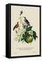Humming Birds at the Brasils-J. Forbes-Framed Stretched Canvas