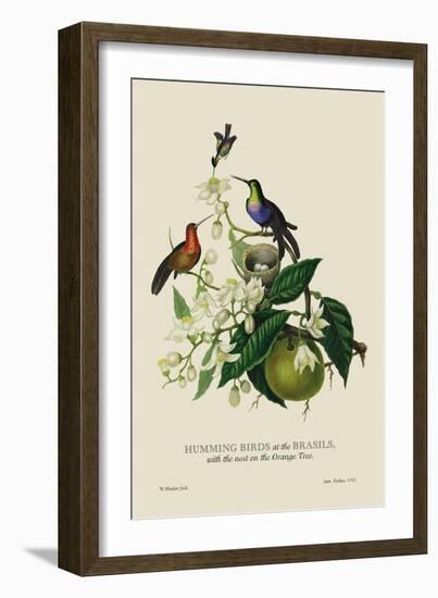 Humming Birds at the Brasils-J. Forbes-Framed Art Print