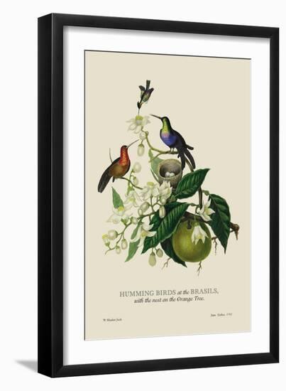 Humming Birds at the Brasils-J. Forbes-Framed Art Print