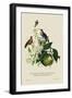 Humming Birds at the Brasils-J. Forbes-Framed Art Print