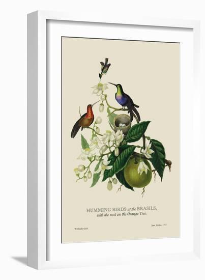 Humming Birds at the Brasils-J. Forbes-Framed Art Print